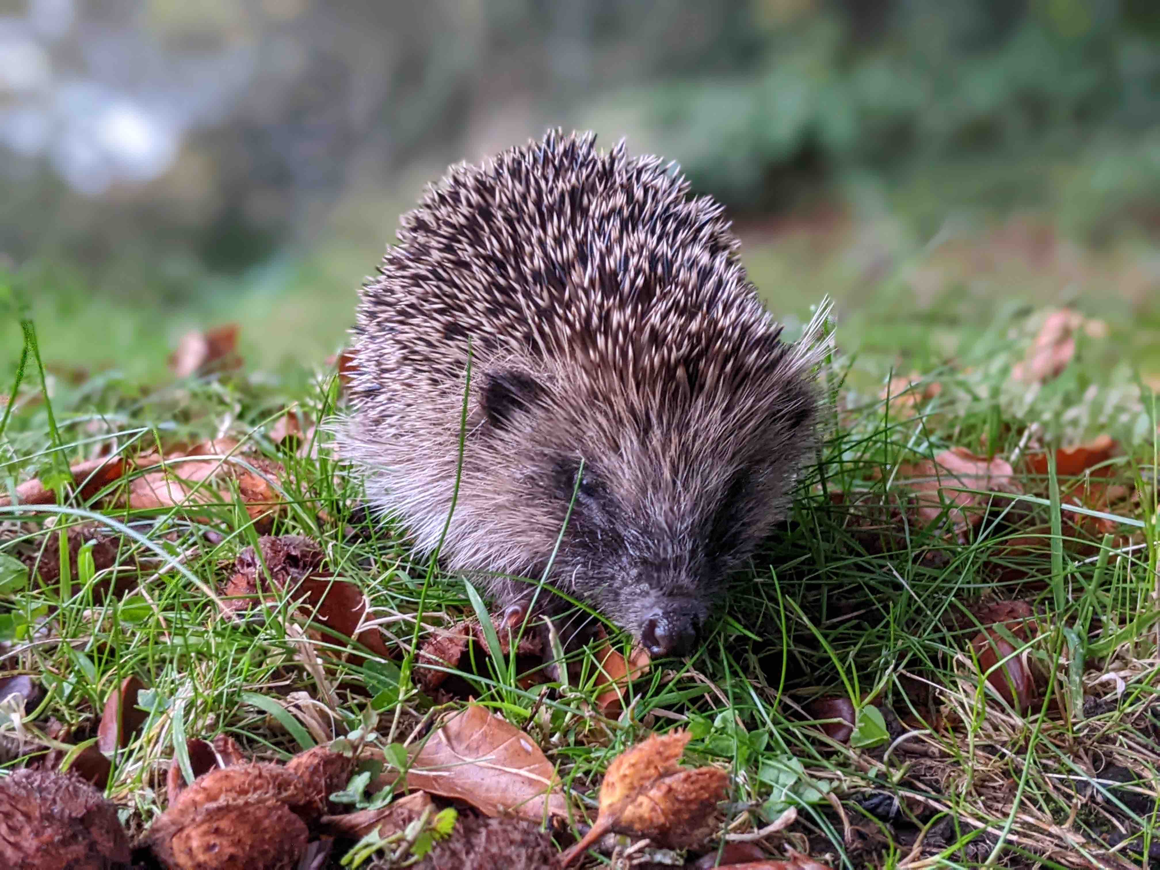 closeup photo of a wild hedgehog in the grass with beech seedpods